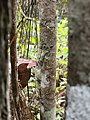 Blattschwanzgecko (Uroplatus)