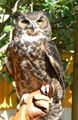 Great horned owl