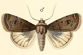 Caradrina noctivaga