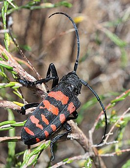 Ceroplesis capensis