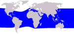 Rough-toothed dolphin range
