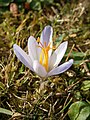 Crocus cancellatus close-up