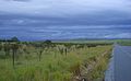 Straße R63 bei Middledrift im ehemaligen Homeland Ciskei, Blick nach Norden