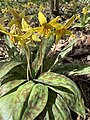 Erythronium americanum Ker-Gawl. — Dog's-tooth violet