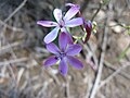 Lapeirousa sp., no Id. A common form of flower in this genus, with curiously non-perpendicular axis of symmetry and single floral guide