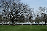 Een zee van witte kruisen tussen de bomen