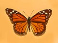 Danaus erippus