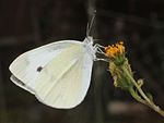 with Pieris rapae