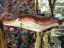 Stroma van de Berkenzwam (Piptoporus betulinus)