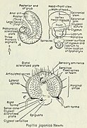 Morphologie des Japankäfer-Engerlings