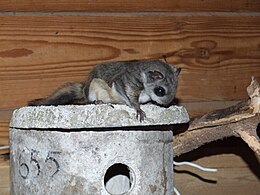 Orosz sutaszárnyúmókus (Pteromys volans)