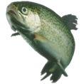 A trout