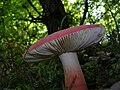 !!Russula queletii!!