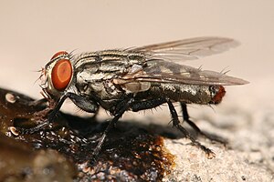 Sarcophaga Bercaea sp feeding on animal feces