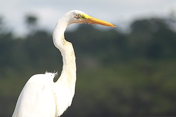 Silberreiher am Piraque-Açu in Santa Cruz, ES, Brasilien