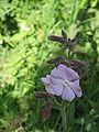 Silene latifolia subsp. alba f. incarnata