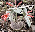 Sinningia leucotricha cultivated to highlight the large tuber