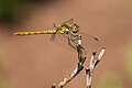 3 Nicht ausgefärbte Sympetrum striolatum?