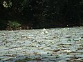 Lotus in lake, showing leaves, buds, flowers, seed heads