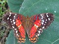 Anartia amathea