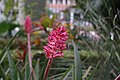 Aechmea distichantha