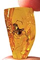 Ant trapped in Baltic amber