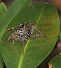 Mangrove tree crab