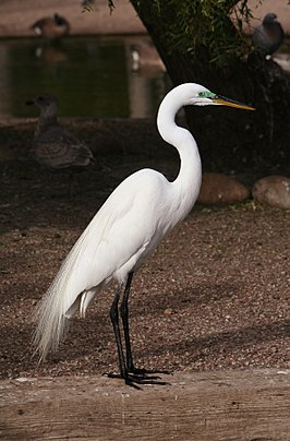 Grote zilverreiger