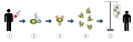 The diagram above represents the process of chimeric antigen receptor T-cell therapy (CAR), this is a method of immunotherapy, which is a growing practice in the treatment of cancer. The final result should be a production of equipped T-cells that can recognize and fight the infected cancer cells in the body. 1. T-cells (represented by objects labeled as ’t’) are removed from the patient's blood. 2. Then in a lab setting the gene that encodes for the specific antigen receptors are incorporated into the T-cells. 3. Thus producing the CAR receptors (labeled as c) on the surface of the cells. 4. The newly modified T-cells are then further harvested and grown in the lab. 5. After a certain time period, the engineered T-cells are infused back into the patient.