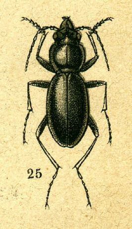 Carabus namanganensis