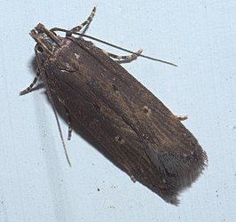 Chionodes discoocellella