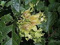 Amerika fındığı (Corylus americana)