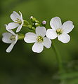 Hrafnaklukka (Cardamine pratensis) hefur fjögur krónublöð eins og aðrar plöntur af krossblómaætt (Brassicaceae).