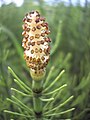 Equisetum arvense L.JPG