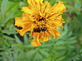 Mistbiene (Eristalis tenax) aus der Familie der Schwebfliegen