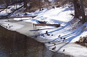 Mallard ducks in Montello, Wisconsin