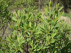 Gagelstrauch (Myrica gale)