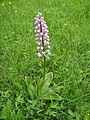 Helmknabenkraut (Orchis militaris)