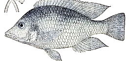 Hemitilapia oxyrhyncha