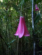 Chilenische Wachsglocke (Lapageria rosea)