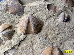 Ohio, Wooster'daki Logan Formasyonu'nda (Alt Karbonifer'e tarihlenmektedir) çift kabuklular (Aviculopecten) ve brakiyopodlar (Syringothyris)