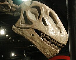 A Omeisaurus tianfuensis koponyája a Pekingi Természetrajzi Múzeum gyűjteményében