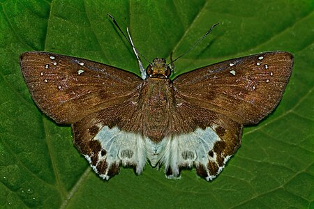 Dorsal view