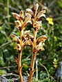 Orobanche teucrii