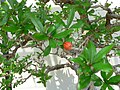 Punica granatum bonsai