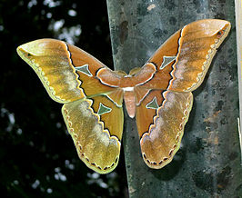 Rothschildia triloba