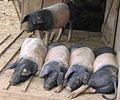 Schwarz-weiße Gürtelzeichnung beim Hausschwein