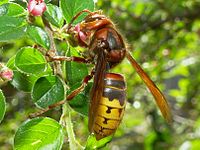 Lódarázs (Vespa crabro)