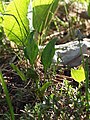 Hier ist neben Viola chelmea Ranunculus thora häufig