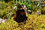 Butterfly in Vikos–Aoös National Park.